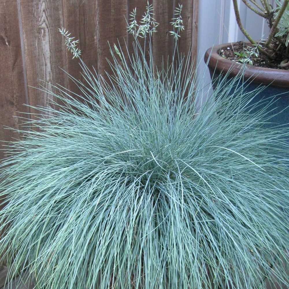 Iarbă Albastră "Intense Blue" /Festuca Glauca "Intense Blue"/ - Gradina Noastra