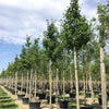 Arborele pagodelor „Autumn Gold” 3.00 - 4.00 m / Ginko biloba „Autumn Gold” / gradina-noastra