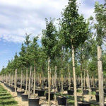 Arborele pagodelor „Autumn Gold” 3.00 - 4.00 m / Ginko biloba „Autumn Gold” / gradina-noastra