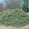 Pin negru "Pierrick Bregeon" / Pinus nigra "Pierrick Bregeon" /