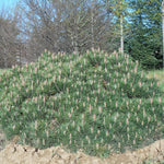 Pin negru "Pierrick Bregeon" / Pinus nigra "Pierrick Bregeon" /