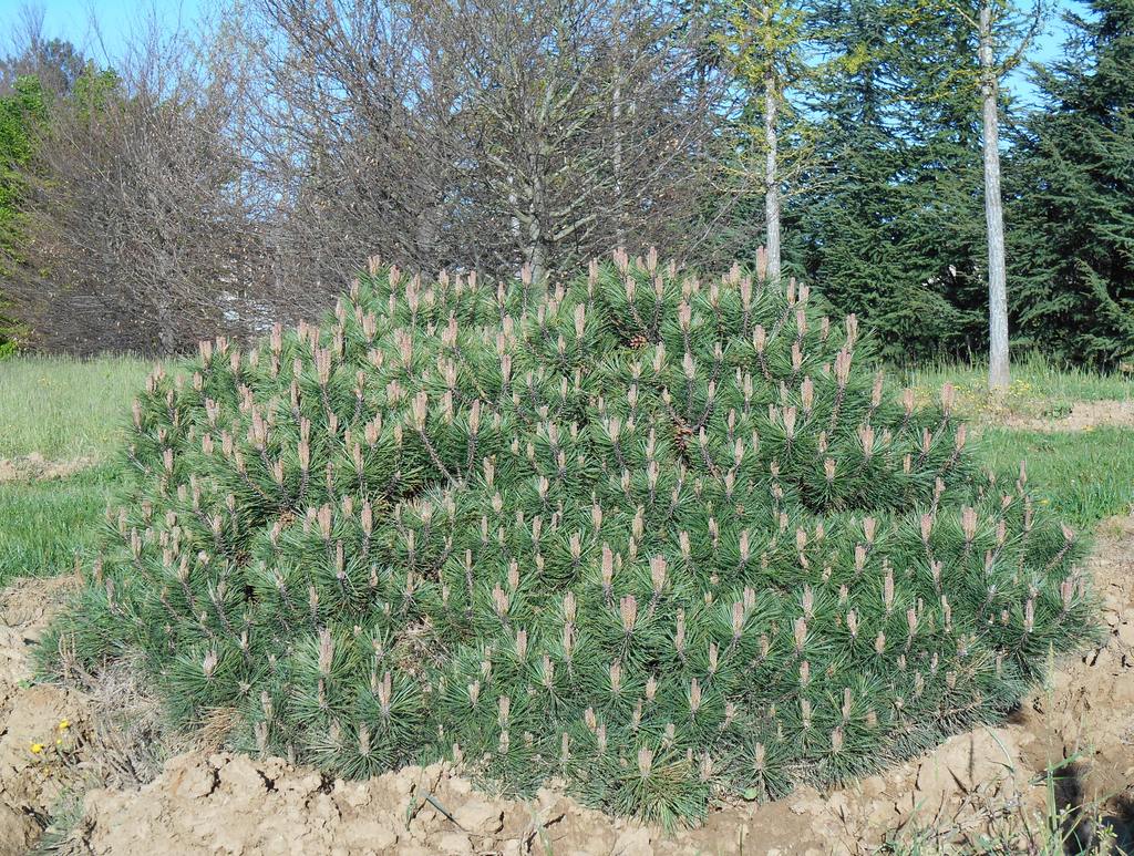 Pin negru "Pierrick Bregeon" / Pinus nigra "Pierrick Bregeon" /