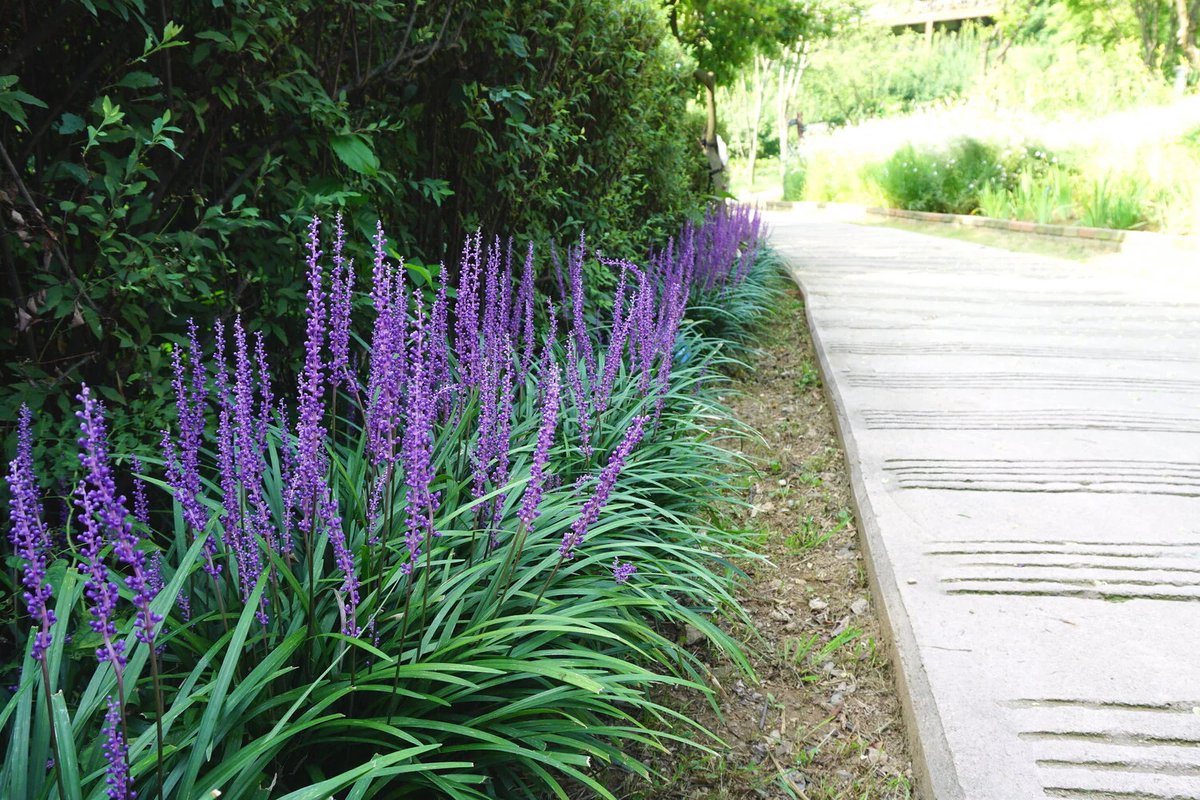 Liriope muscari "Ingwersen"
