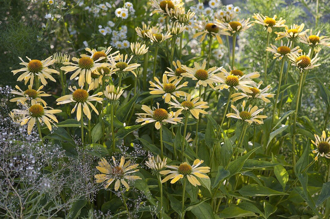 Echinacea purpurea 'Sunrise'  0.20 - 0.40 m