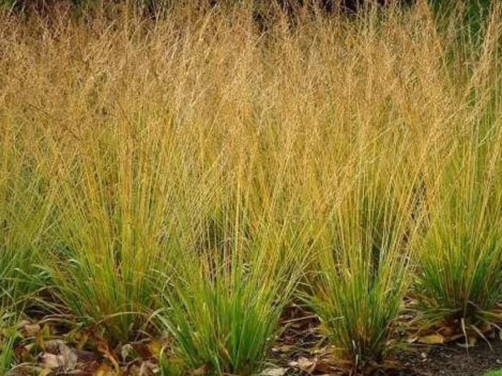 Molinia caerulea "Poul Petersen"