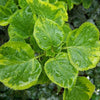 Hortensia cataratoare "Golden Touch" / Hydrangea anomala petiolaris "Golden Touch" / - Gradina Noastra