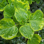 Hortensia cataratoare "Golden Touch" / Hydrangea anomala petiolaris "Golden Touch" / - Gradina Noastra