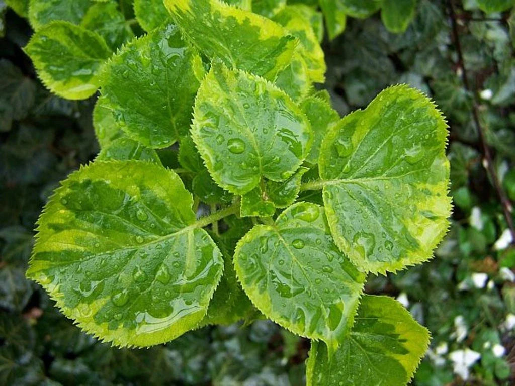 Hortensia cataratoare "Golden Touch" / Hydrangea anomala petiolaris "Golden Touch" / - Gradina Noastra