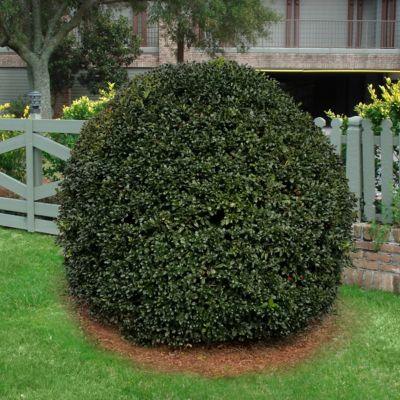 Ilex Nellie Stevens minge 0.80 - 1.00 m / Ilex mutchagara „Nellie R. Stevens”/ gradina-noastra