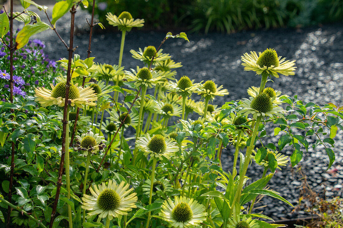 Echinacea purpurea 'Green Jewel'  0.20 - 0.40 m