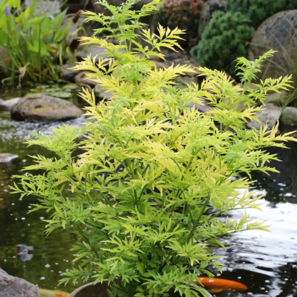 Soc Negru "Golde Tower" /Sambucus Nigra "Golde Tower" /Sambucus Nigra Arbust by gradina-noastra