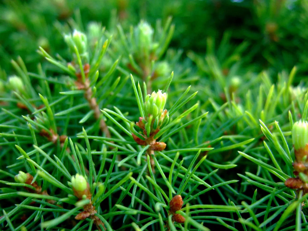 Molid norvegian "Tompa " / Picea abies 'Tompa'/ by gradina-noastra