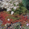 Iarba grasa  0.10 - 0.20 m / Sedum album /