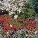 Iarba grasa  0.10 - 0.20 m / Sedum album /