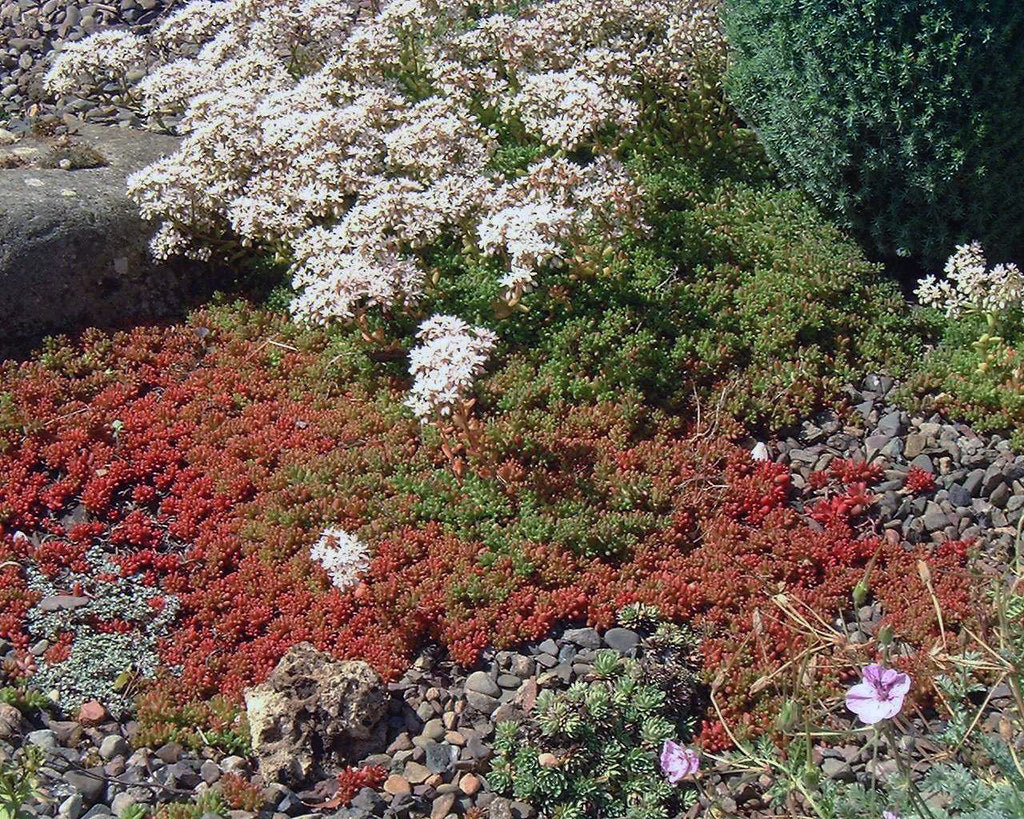Iarba grasa  0.10 - 0.20 m / Sedum album /