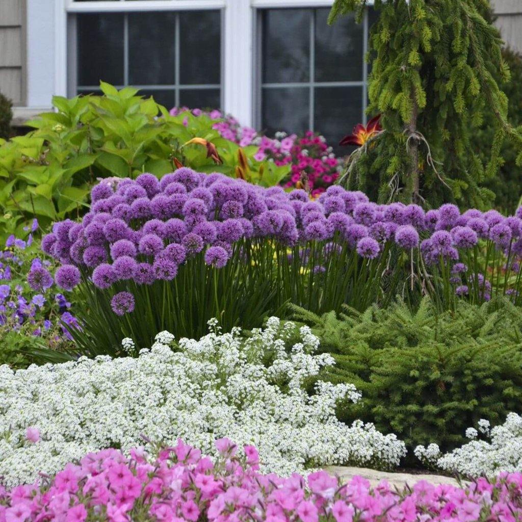Allium"Millenium" 0.10 - 0.20 m