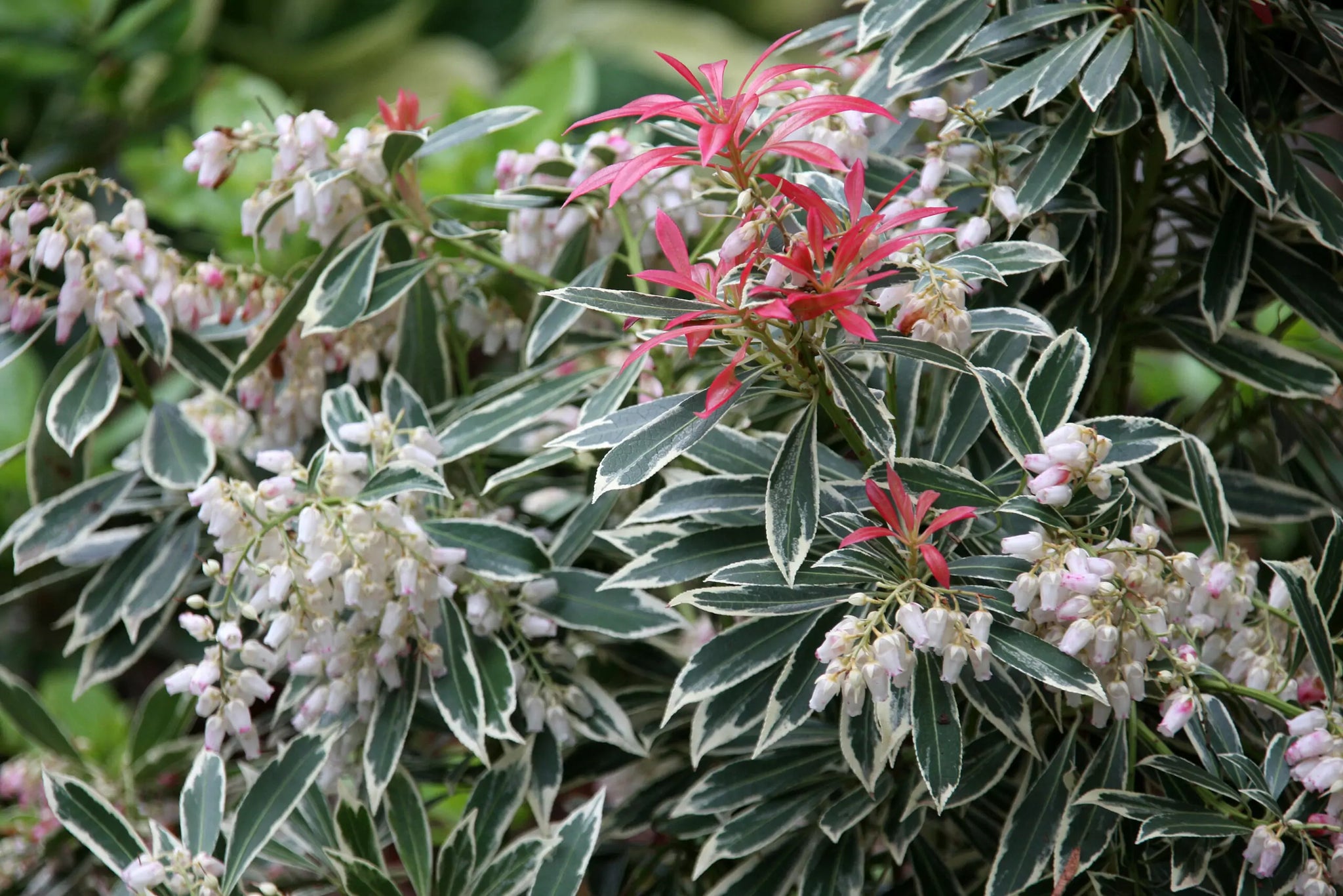 Andromeda japoneza "Flaming Silver" / Pieris "Flaming Silver"/ by gradina-noastra