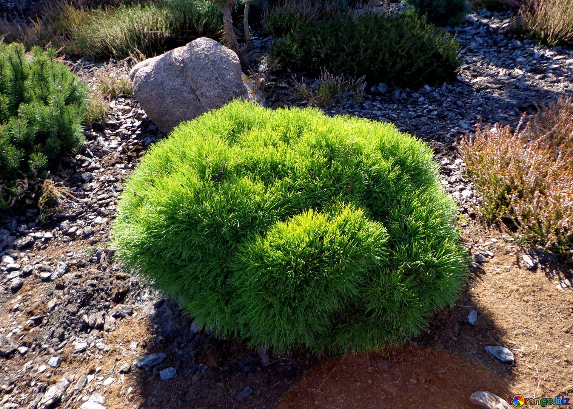 Pin pitic "Varella" 0.20 - 0.25 m / Pinus mugo "Varella"/