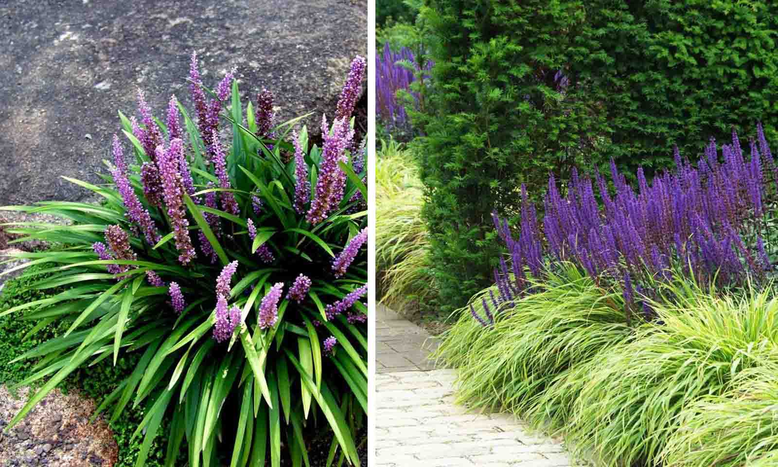 Liriope muscari "Moneymaker" 0.20 m
