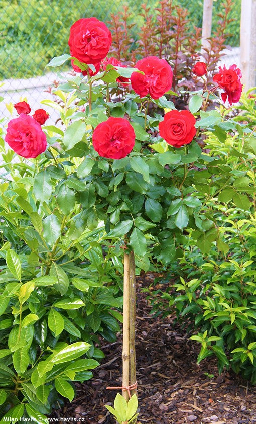 Trandafir pe picior "Red Meilove" 1.20 - 1.30 m (Rosa "Red Meilove")