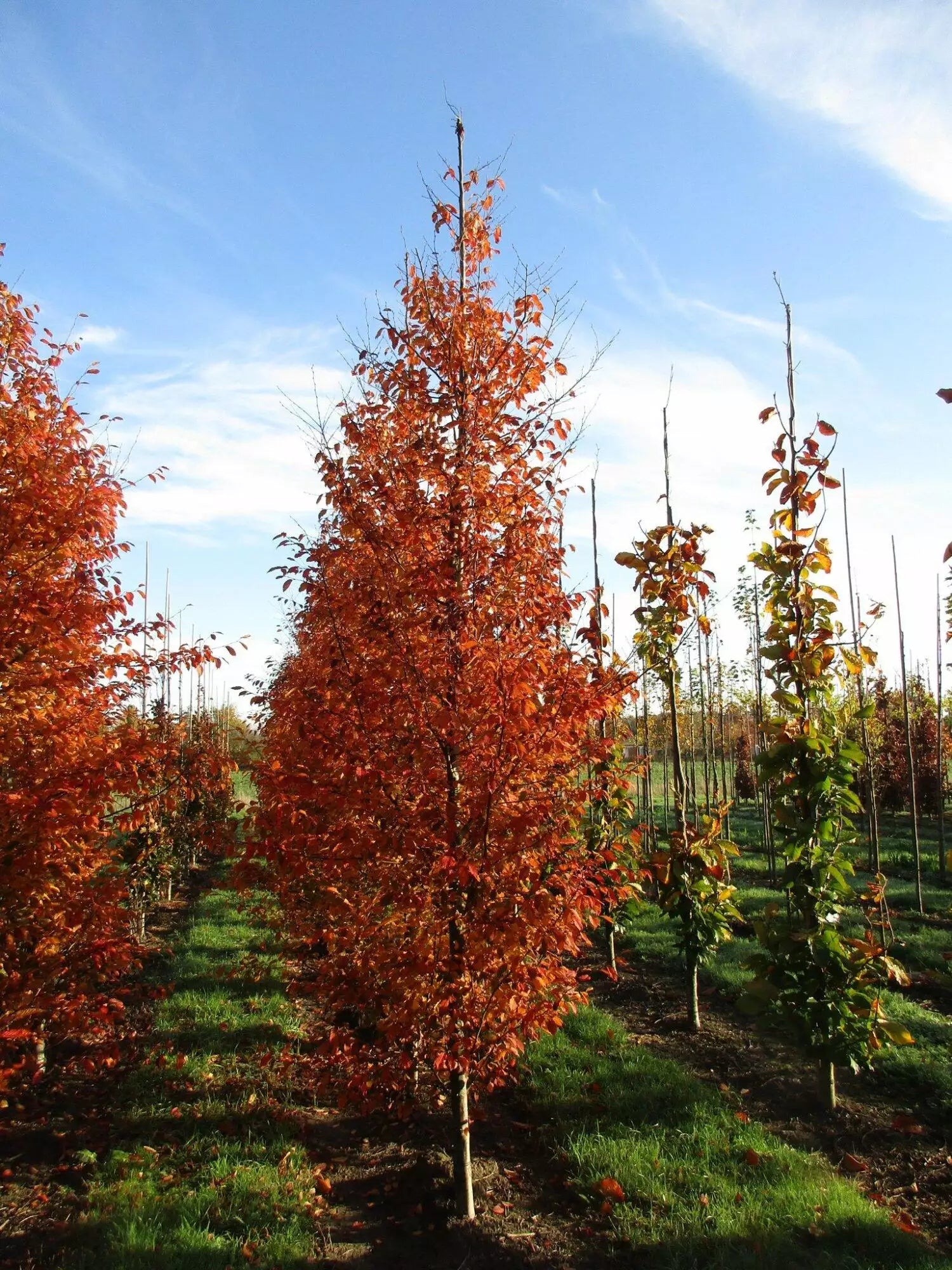 Carpen "Orange Retz" arbore / Carpinus betulus "Orange Retz"/ - Gradina Noastra