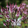 Verbena hasata "Rosea" 0.20 - 0.30 m