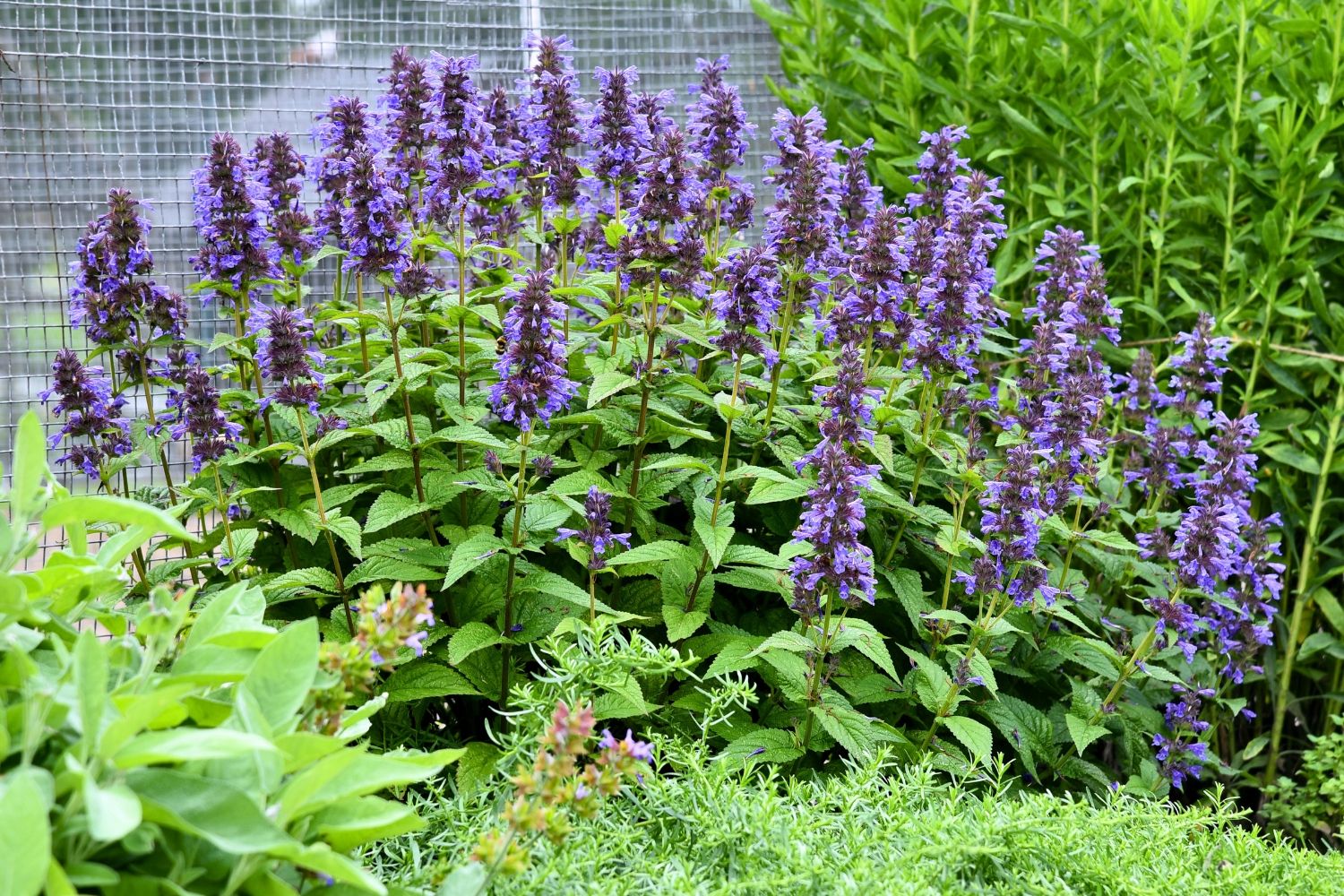 Nepeta kubanica "Neptune"