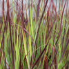Panicum virgatum "Hot Rod" 0.20 - 0.30 m