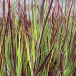 Panicum virgatum "Hot Rod" 0.20 - 0.30 m
