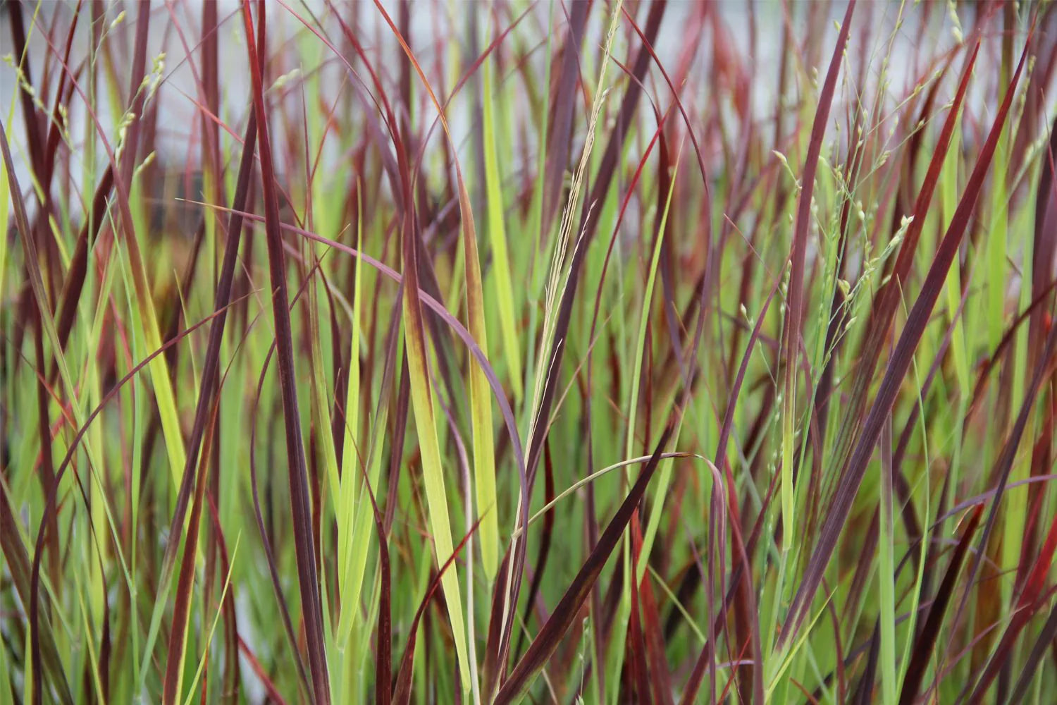 Panicum virgatum "Hot Rod" 0.20 - 0.30 m