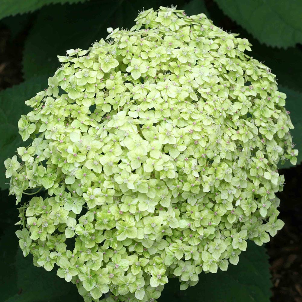 Hortensia "Lime Rickey" 0.20 - 0.30 m / Hydrangea arborescens "Lime Rickey"/ by gradina-noastra