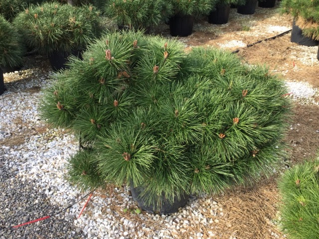 Pin negru "Pierrick Bregeon" / Pinus nigra "Pierrick Bregeon" /
