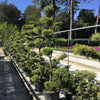 Ienupar "Pfitzeriana Aurea" Bonsai 1.40 - 1.60 m / Juniperus × media "Pfitzeriana Aurea"/