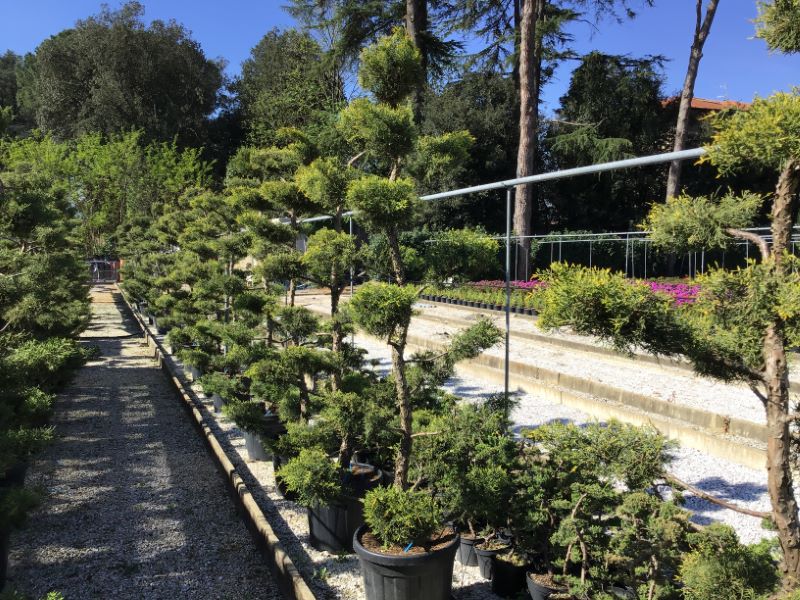Ienupar "Pfitzeriana Aurea" Bonsai 1.40 - 1.60 m / Juniperus × media "Pfitzeriana Aurea"/