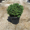 Molid sarbesc "Nana" 0.40 - 0.60 m  / Picea omorika "Nana" / gradina-noastra
