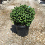 Molid sarbesc "Nana" 0.40 - 0.60 m  / Picea omorika "Nana" / gradina-noastra