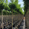 Arborele pagodelor "Fastigiata Blagon" 2.00 - 2.50 m / Ginkgo Biloba "Fastigiata Blagon" / gradina-noastra