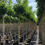 Arborele pagodelor "Fastigiata Blagon" 2.00 - 2.50 m / Ginkgo Biloba "Fastigiata Blagon" / gradina-noastra