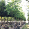 Arborele pagodelor 4.00 - 5.00 m / Ginko biloba  / gradina-noastra