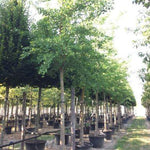 Arborele pagodelor 4.00 - 5.00 m / Ginko biloba  / gradina-noastra