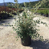 Barcoace franchetii 0.80 - 1.20 m / Cotoneaster franchetii/ - Gradina Noastra