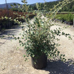 Barcoace franchetii 0.80 - 1.20 m / Cotoneaster franchetii/ - Gradina Noastra