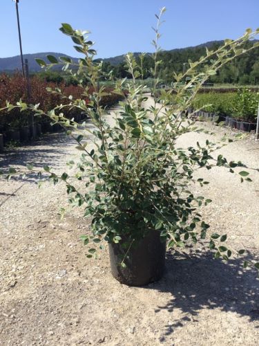 Barcoace franchetii 0.80 - 1.20 m / Cotoneaster franchetii/ - Gradina Noastra