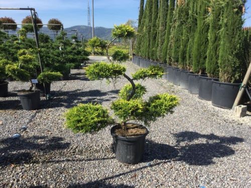 Ienupar "Pfitzeriana Aurea" Bonsai 1.40 - 1.60 m / Juniperus × media "Pfitzeriana Aurea"/