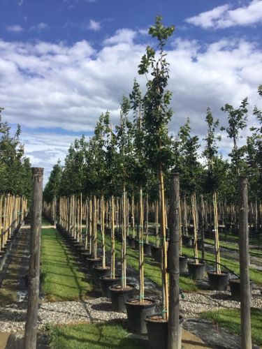 Arborele de Fier Persan 3.00 - 4.00 m / Parrotia persica /