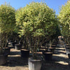 Lemn cainesc "Excelsum Superbum" 1.70 - 2.00 m / Ligustrum japonicum "Excelsum Superbum"/ gradina-noastra