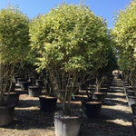 Lemn cainesc "Excelsum Superbum" 1.70 - 2.00 m / Ligustrum japonicum "Excelsum Superbum"/ gradina-noastra