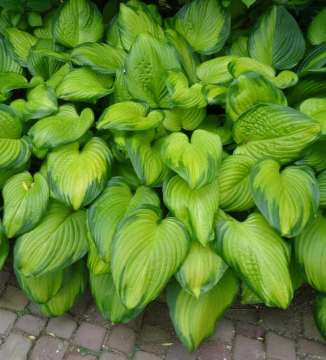 Crin de toamna "Guacamole" / Hosta "Guacamole" - Gradina Noastra