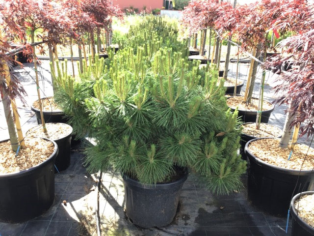 Pin negru "Pierrick Bregeon" / Pinus nigra "Pierrick Bregeon" /