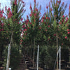 Liliac Indian "Caroline Beauty" arbore 2.50 - 3.00 m / Lagerstroemia Indica "Caroline Beauty" / - Gradina Noastra